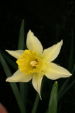 Narcissus pseudonarcissus RCP3-10 033.jpg